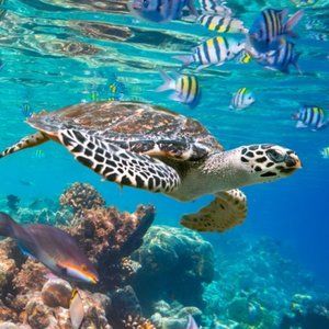 Meet your Posher, Trecie